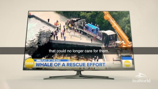 A Whale of a Rescue