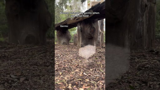 Normal animals vs germs when you drop food. #shorts #skit #funny