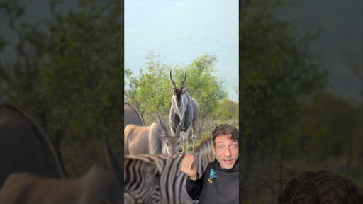 The Eland is MASSIVE