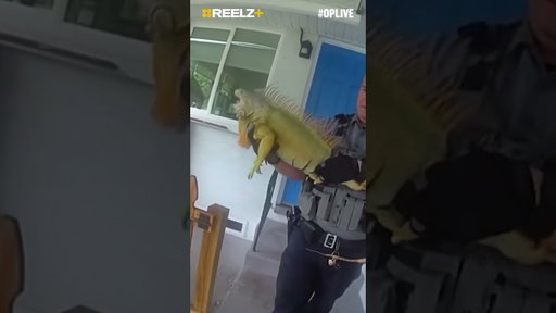 Rookie Cop’s First Lesson Catching a Giant Iguana