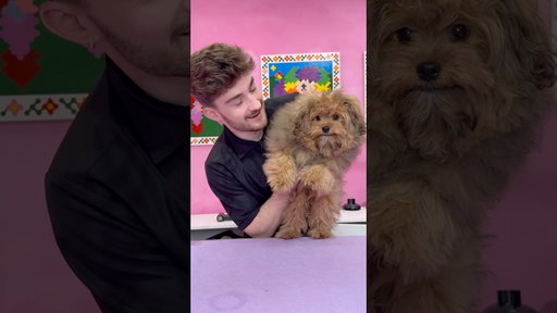 This puppy has never had a haircut before
