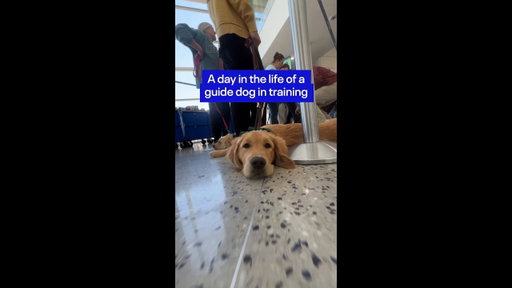 POV: You’re a guide dog in training at the airport 🐾 #Puppy #ServiceDog #Newark #UnitedAirlines