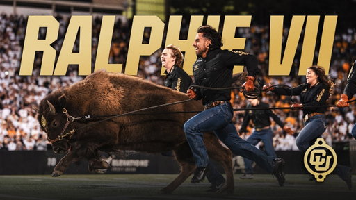 Welcoming Ralphie VII | The Story of Adding a New Buffalo to the Herd