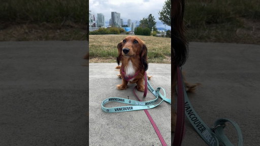Get Your Rise FC Dog Leash 🐶💚