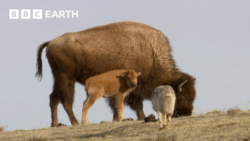 Baby Animals of Yellowstone National Park | BBC Earth | BBC Studios