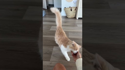 begs me for attention and then casually starts playing fetch 🥺🫶🏻 #kittensoftiktok #fyp