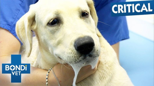 Deadly Snail Bait Leaves Puppy Fighting For Its Life | Bondi Vet