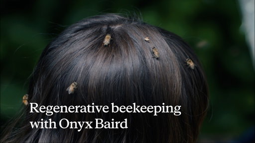 Regenerative beekeeping with Claude