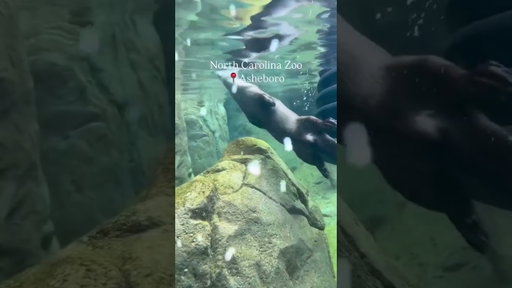 North Carolina casually has one of the largest natural habitat zoos in the world and somehow we