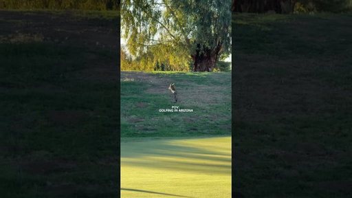 A good ole yote adds to the experience #arizonagolf #az #golf