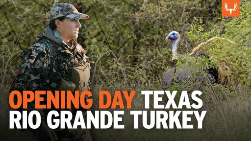 Opening Day Gobblers | Texas Rio Grande Turkey