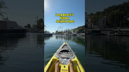 Long Beach’s Hidden Jellyfish Spot