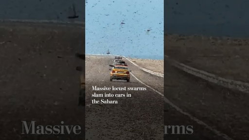 Massive locust swarms slam into cars in the Sahara