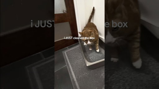 Litter Box Scare