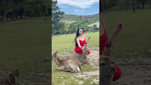 she will know in 2 minutes 😭🦌#naradeerpark #japan #deer #shorts