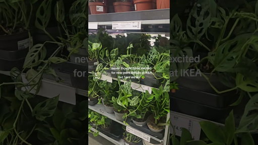 new plants at #ikea #ikeafinds  #plantmom