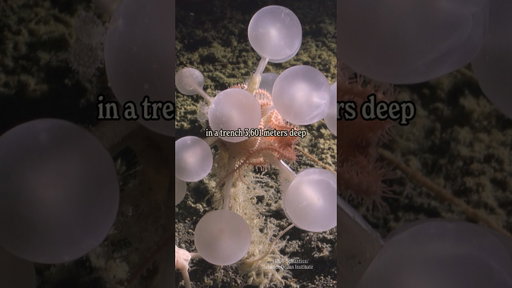 5 amazing new ocean species! Which is your favorite?