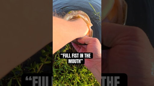 FULL FIST IN THE MOUTH⁉️ #fishing #shorts #bassfishing #florida #largemouthbass