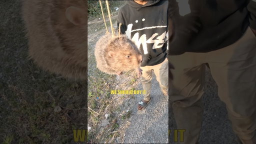 They were going to eat him! So we set him free!