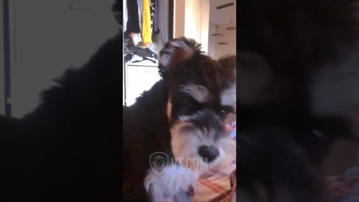 Dog Thinks He’s Getting Treats… Not Today 🐾🤣