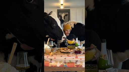 Trying to have Thanksgiving with Bruce! #cow #brucethecow #farm #animals