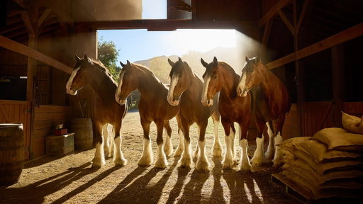 Budweiser | Super Bowl LX Teaser 'Stable'