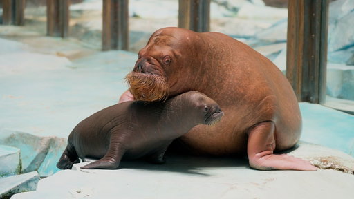 A New Arctic Arrival: SeaWorld® Yas Island, Abu Dhabi Celebrates Region’s First Walrus Calf Birth