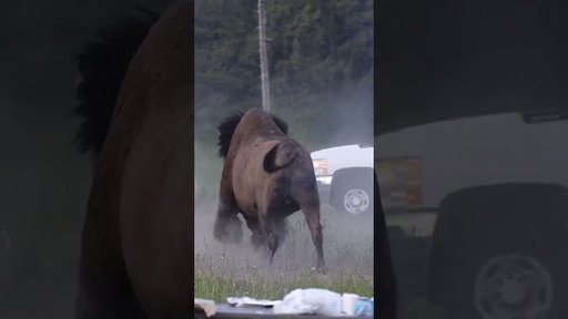 Yellowstone bison charges at man, throws him into air