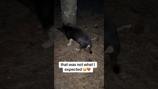 This Dog Shocked me 😭