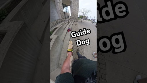 Guide Dog Navigates Around Handrails #guidedog #dog #dogs