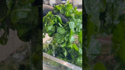 Cleaning Collard Greens 🥬 #food #foodie #shorts