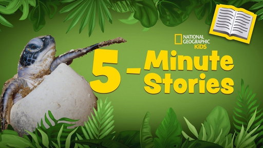 5 Minute Stories Book Read-Along 📚 | A Baby Sea Turtle's Journey 🐢 | @natgeokids