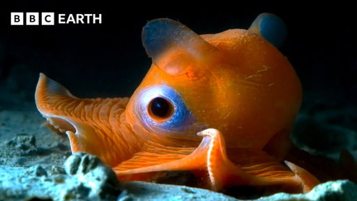 Incredible Wildlife Scenes | BBC Earth | BBC Studios