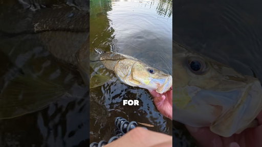 CATCHING SNOOK ON THE GLIDEBAIT‼️ #fishing #florida  #glidebait #swimbait #snook #snookfishing