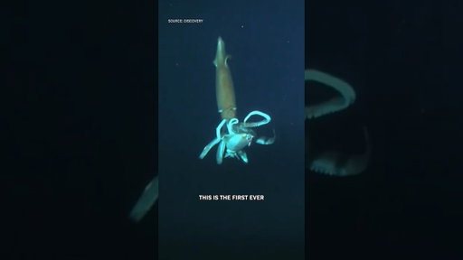 The First Ever Footage of a Giant Squid