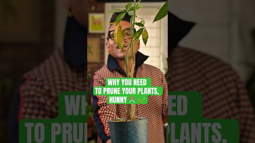 This Is Why You NEED to Cut Yellow Leaves ✂️🍃#yellowleaves #plants #plantcare
