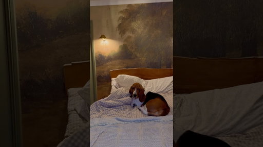 And I didn’t need to ruin my wallpaper 💡 #cosyhome #cozyambience #bassethound #whimsy