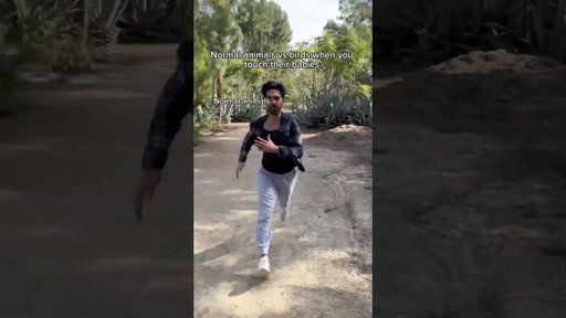 Normal animals vs birds when you touch their babies. #shorts #skit #funny