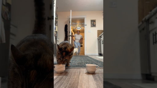 Cat Friendly Pumpkin Spice Latte