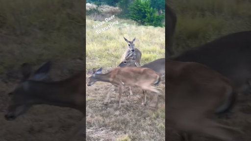 Texas deer trust too much. #texas #deer #trust #coreyadamcomedy #irl #nature #funny