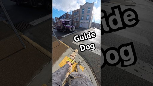 A Car Honks At My Guide Dog To Go! #guidedog #guidedogs #dog #dogs