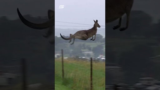 WILD Close Call With Kangaroo At Bathurst 1000 #bathurst1000