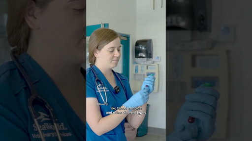 Belugas World Class Veterinary care #beluga