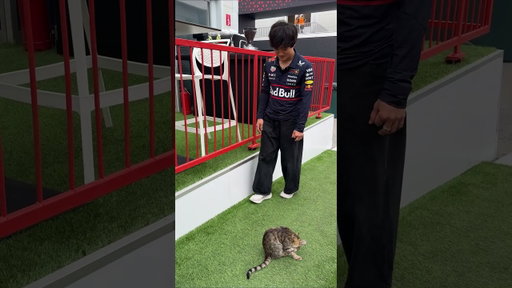 Keeping respectful distance to the paddock cat 🐈 #F1 #RedBullRacing
