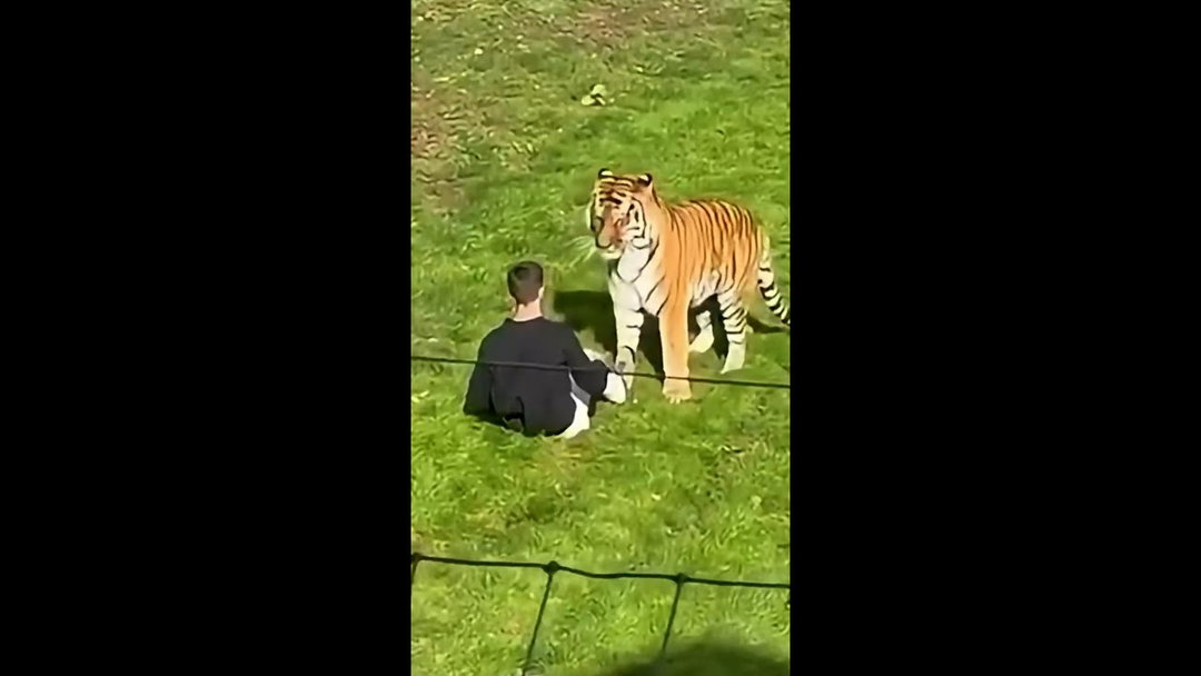 Video shows man who was killed by tiger inside its enclosure