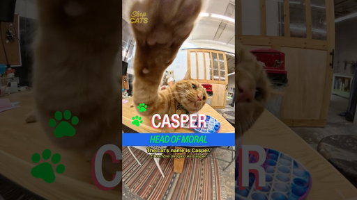 Meet Casper in Williamsburg