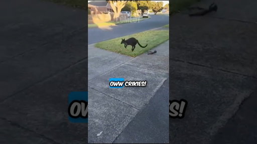 Kangaroo Mom Drops Her Baby Mid Hop 🦘😳