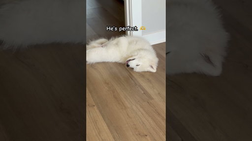 My new Samoyed puppy alert! Awww! #puppies #samoyed #samoyedpuppy