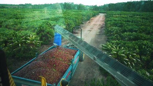 Nescafé Brazil Coffee Farm | B-roll