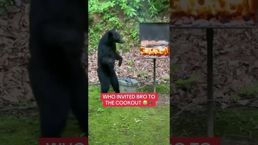 Maybe hes chill tho 😳 #bears #cookout #bbq #funny #culture